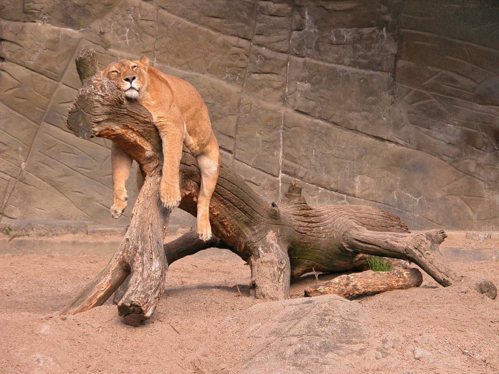 <a href=http://gotteskuss.ch/?p=3434 target=_self>Tipp für einen entspannten Sommer</a> image-5328